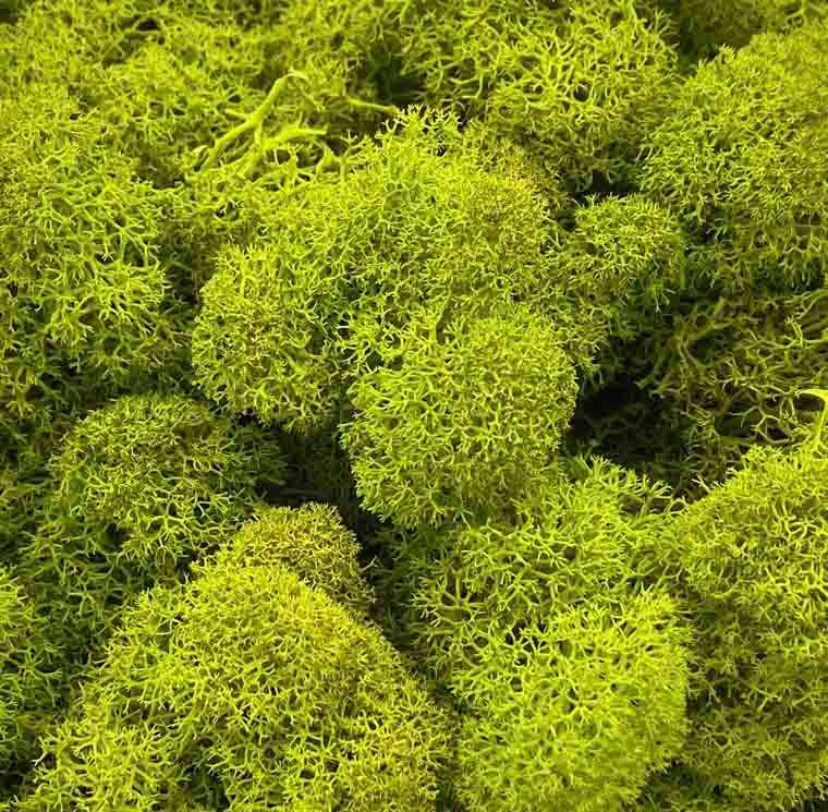 Johdanto säilöttyihin kukkiin ja kasveihin 9 Forever Flora Fi