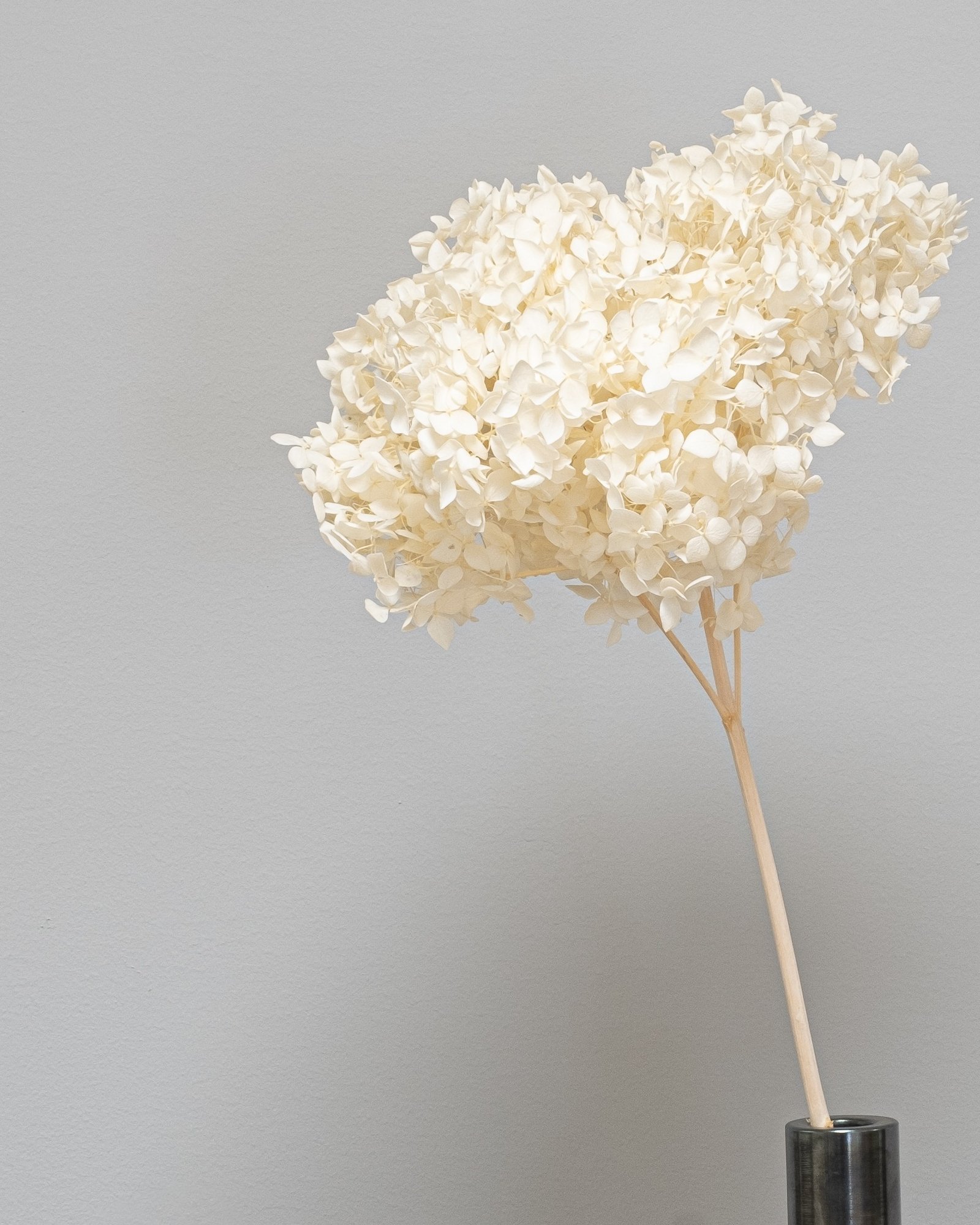 Eksklusiivinen Säilötty Hortensia Long – Luonnon luksusta kotiisi (60 cm) 2 Eksklusiivinen Säilötty Hortensia Long – Luonnon luksusta kotiisi (60 cm) - Image 2