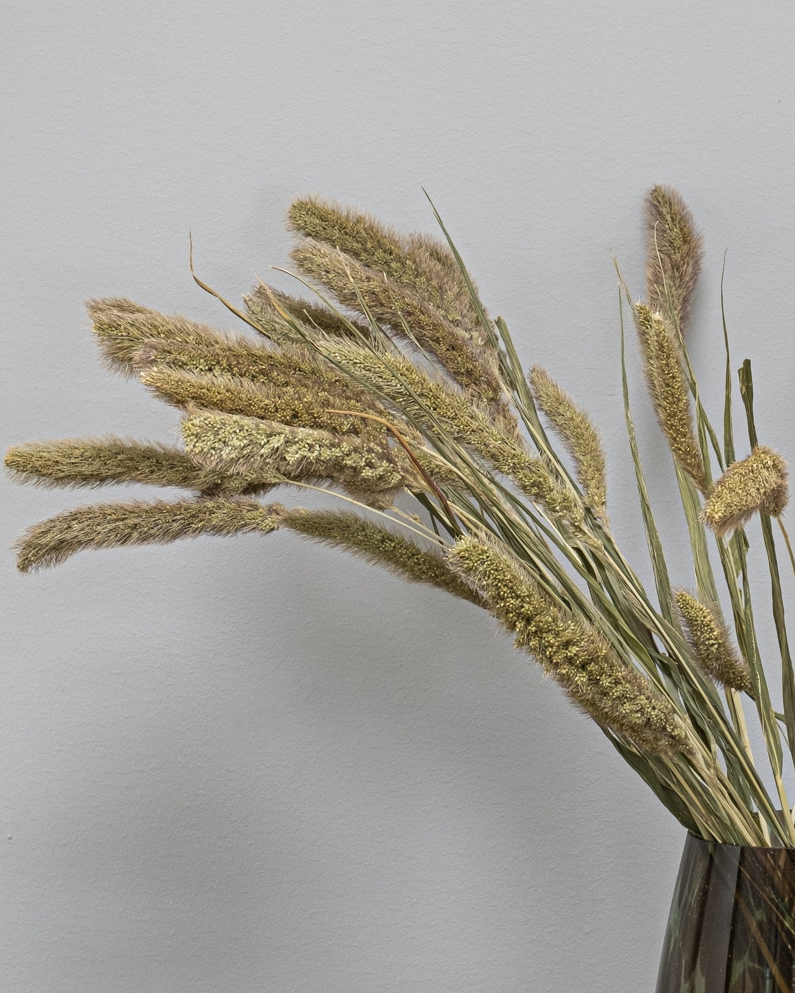 Setaria - Kuivatut kukat 5 Setaria