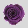 Violetti