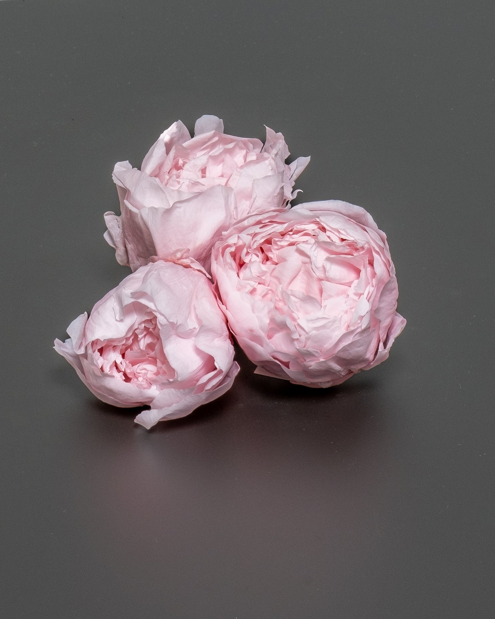 Eksklusiiviset Säilötyt Pionit – 3 kpl Setti Aitoja Ikikukkia 2 Peony