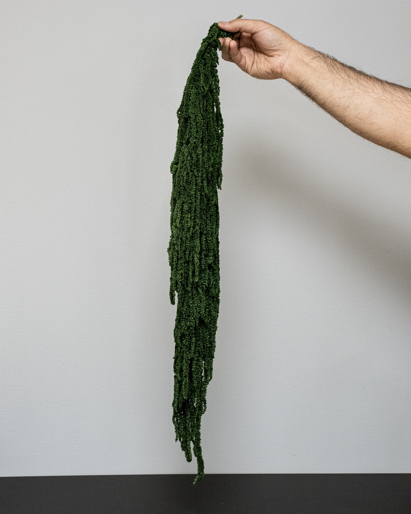 Amaranthus - Säilykekasvit 2 Amaranthus
