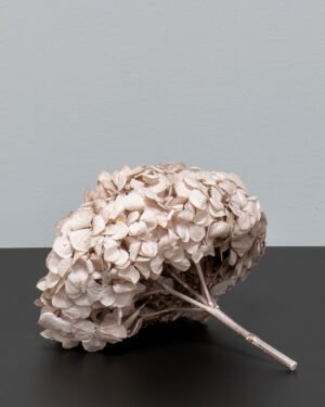 Premium Hydrangea - Säilytetyt kukat 19 Premium Hortensia