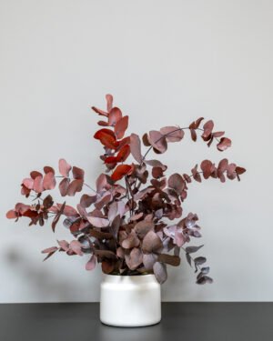 Säilötyt ruukkukasvit Eucalyptus Cinerea 11 Säilötyt ruukkukasvit Eucalyptus Cinerea - Image 3