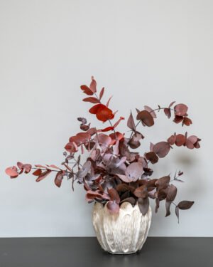 Säilötyt ruukkukasvit Eucalyptus Cinerea 14 Säilötyt ruukkukasvit Eucalyptus Cinerea - Image 6