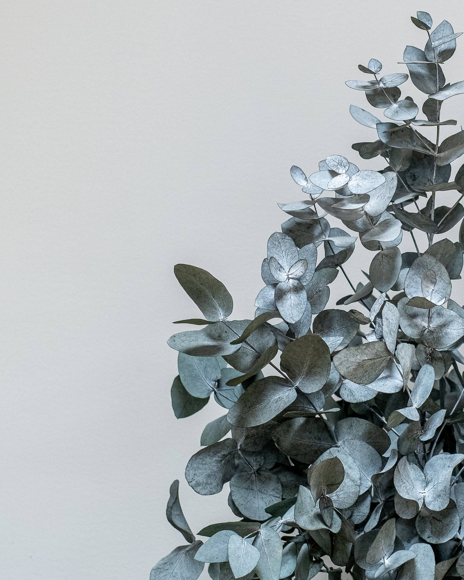Säilötyt ruukkukasvit Eucalyptus Cinerea 2 Säilötyt ruukkukasvit Eucalyptus Cinerea - Image 2
