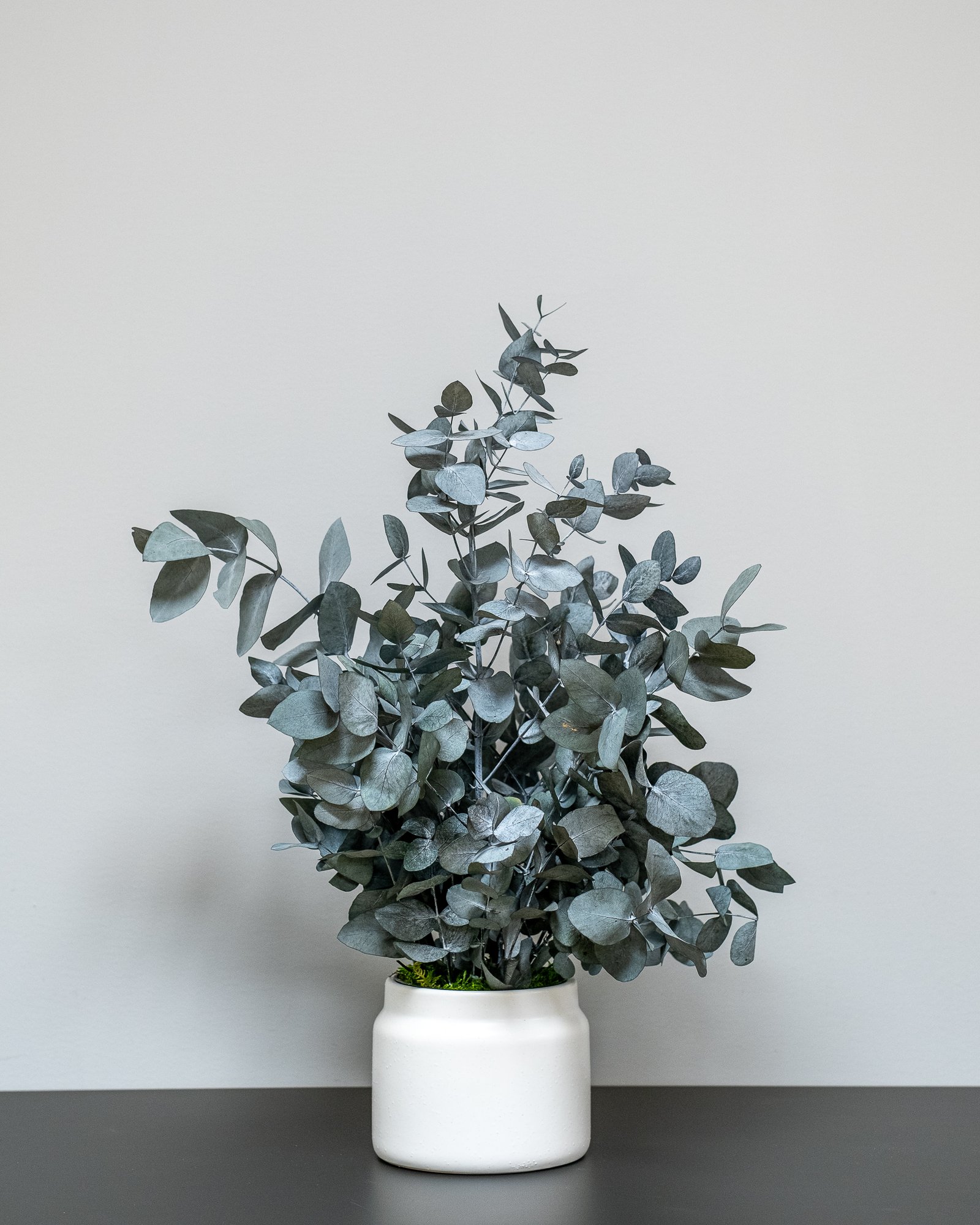Säilötyt ruukkukasvit Eucalyptus Cinerea 1 Säilötyt ruukkukasvit Eucalyptus Cinerea