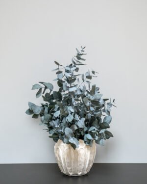 Säilötyt ruukkukasvit Eucalyptus Cinerea 12 Säilötyt ruukkukasvit Eucalyptus Cinerea - Image 4