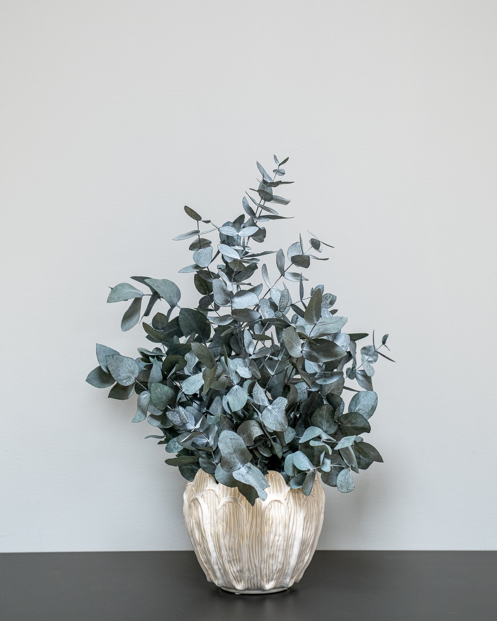 Säilötyt ruukkukasvit Eucalyptus Cinerea 4 Säilötyt ruukkukasvit Eucalyptus Cinerea - Image 4