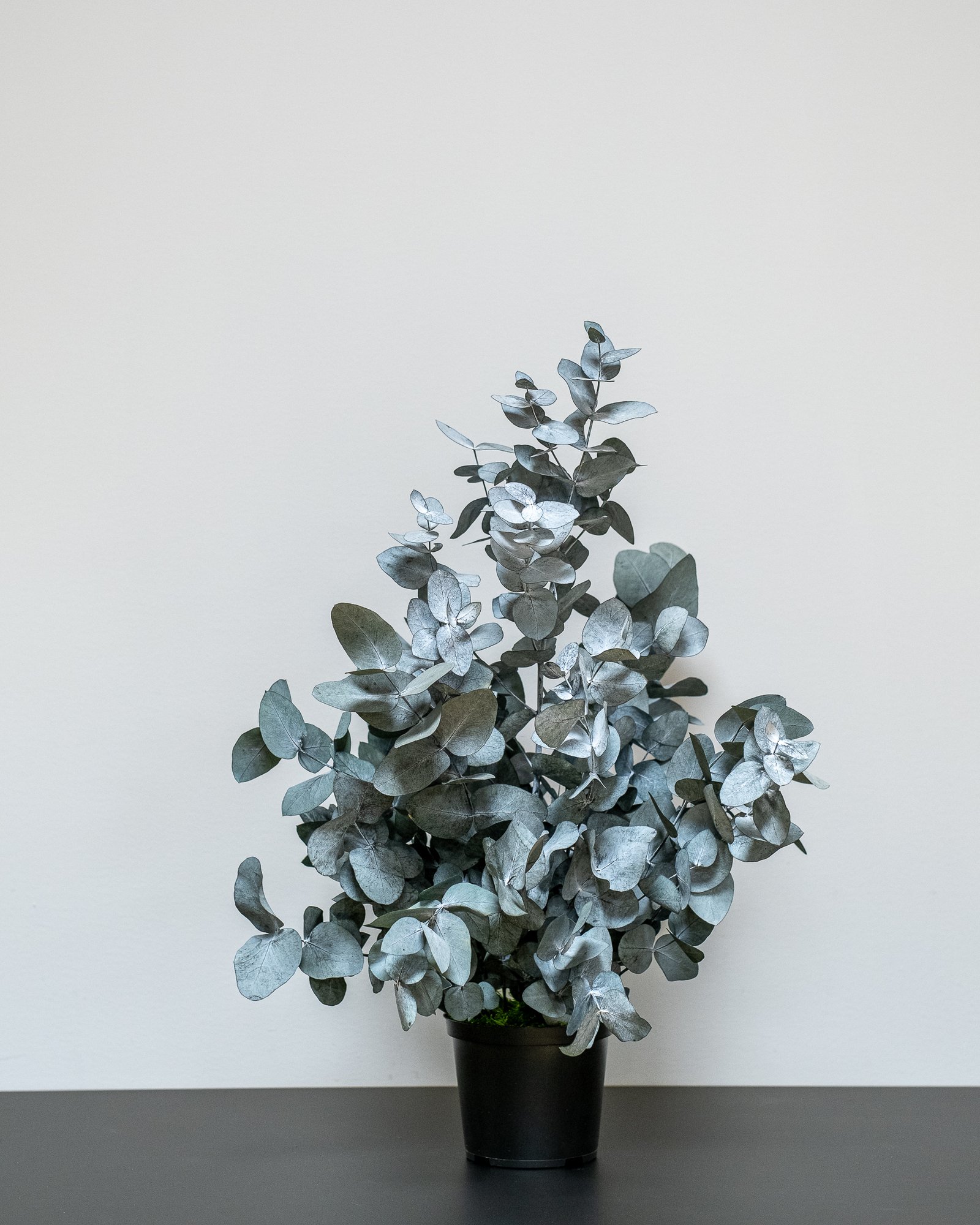 Säilötyt ruukkukasvit Eucalyptus Cinerea 5 Säilötyt ruukkukasvit Eucalyptus Cinerea - Image 5