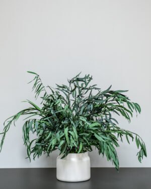 Säilötyt Ruukkukasvit Eucalyptus Nicoli 11 Säilötyt Ruukkukasvit Eucalyptus Nicoli - Image 4