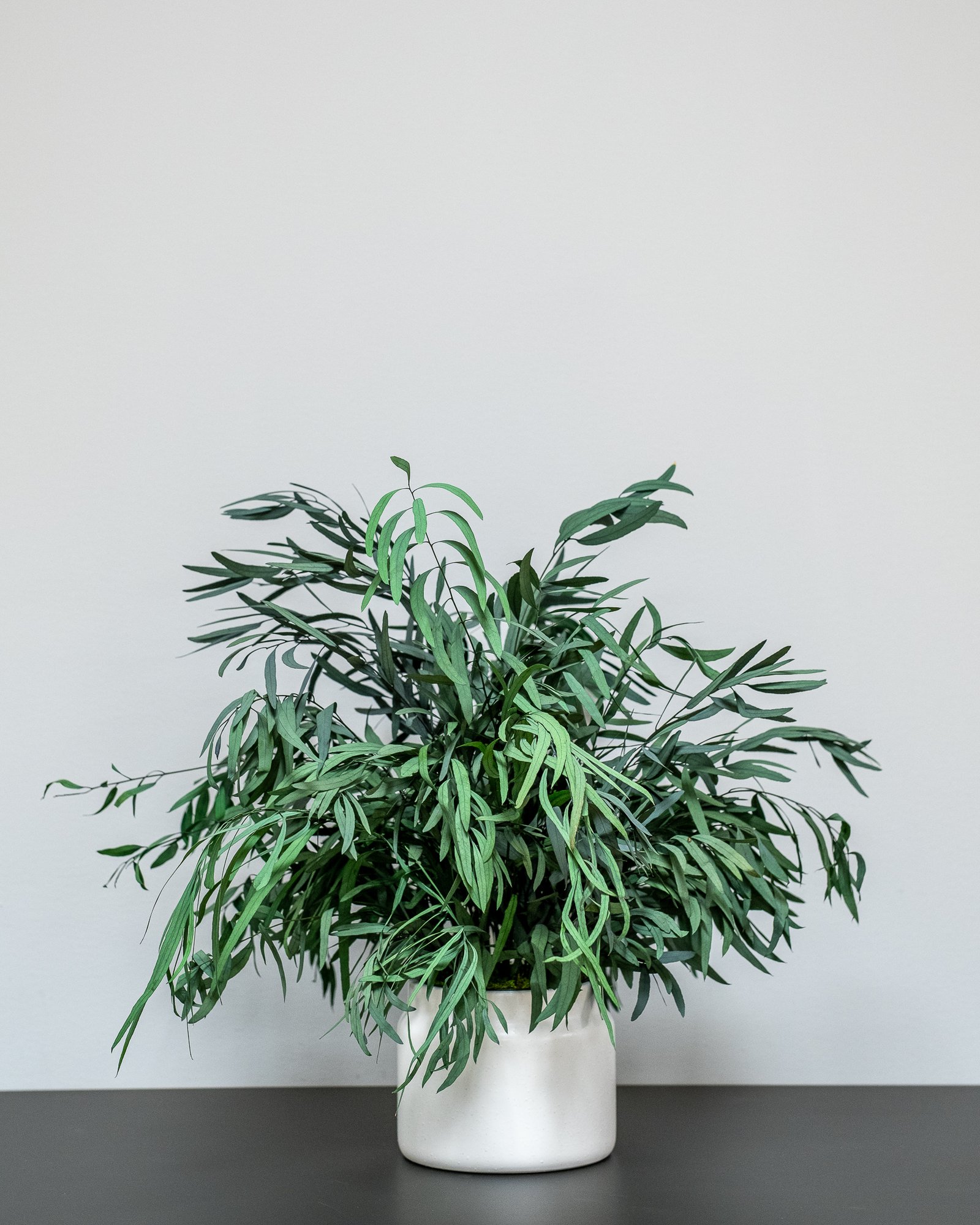 Säilötyt Ruukkukasvit Eucalyptus Nicoli 1 Säilötyt Ruukkukasvit