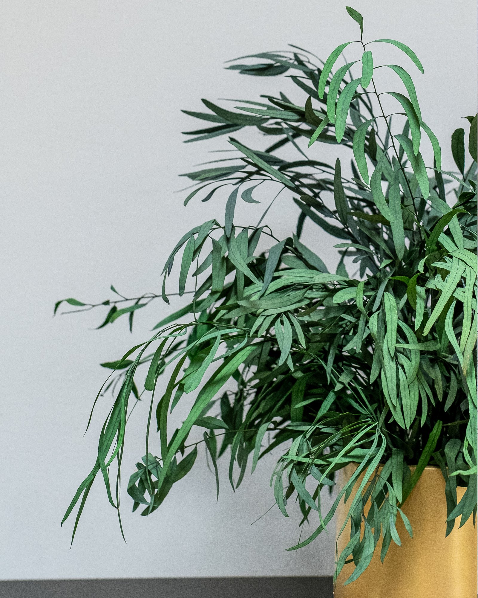 Säilötyt Ruukkukasvit Eucalyptus Nicoli 2 Säilötyt Ruukkukasvit Eucalyptus Nicoli - Image 2