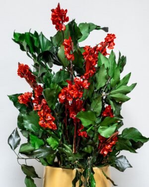 Säilötyt Ruukkukasvit Ivy Ruberia punainen 7 Säilötyt Ruukkukasvit Ivy Ruberia punainen - Image 2