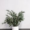 Säilötty Eucalyptus Gunnii