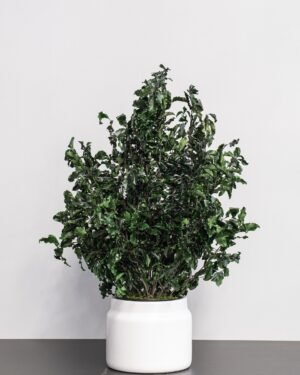 Eksklusiivinen Säilötty Pittosporum-ruukkukasvi – Luonnon kauneutta ilman huolta - Image 3