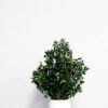 Säilötty Pittosporum-ruukkukasvi