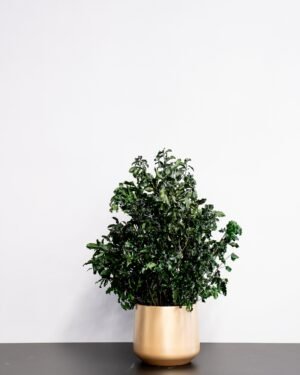Eksklusiivinen Säilötty Pittosporum-ruukkukasvi – Luonnon kauneutta ilman huolta - Image 4