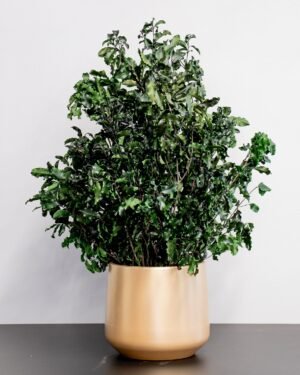 Alternative view of Eksklusiivinen Säilötty Pittosporum-ruukkukasvi – Luonnon kauneutta ilman huolta